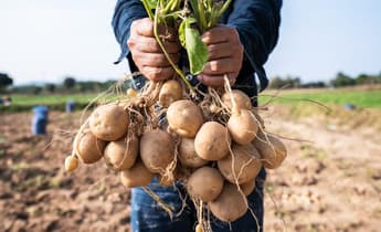 Yara to provide green fertilisers for PepsiCo’s European potato farms