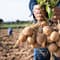 Yara to provide green fertilisers for PepsiCo’s European potato farms