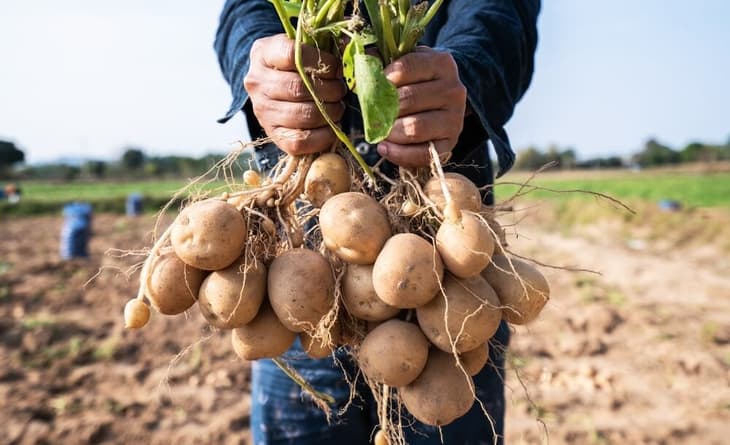 Yara to provide green fertilisers for PepsiCo’s European potato farms